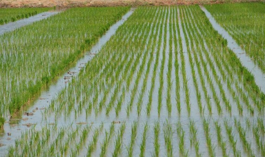 Rice Farmers Counting Kes 50 Million Losses Due To Floods